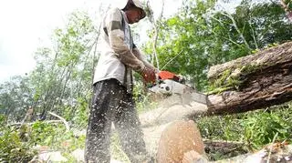 Brazylijscy farmerzy znów karczują więcej Amazonii