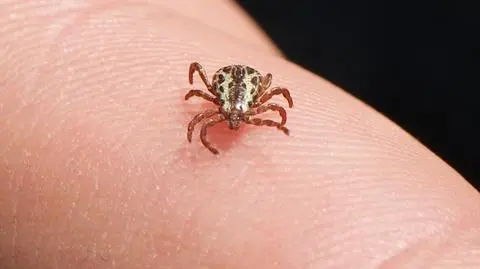  Kleszcz z gatunku Dermacentor variabilis