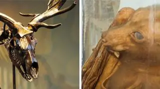 Eksponaty w muzeum