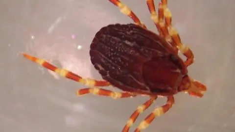 Kleszcze wędrowne pojawiły się we Francji