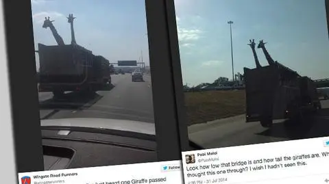 Na autostradzie zginęła młoda żyrafa. Roztrzaskała czaszkę o most?