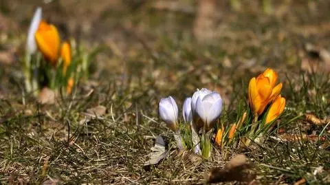 Aktualnie czytasz: W oczekiwaniu na prawdziwą wiosnę