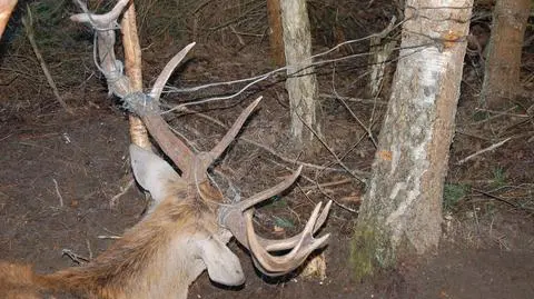 Jeleń zaplątany we wnyki