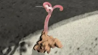 Tak wygląda "zombie robak"