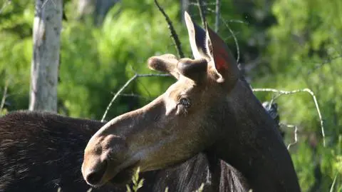 Kradną znaki i wpuszczają ludzi na łosie