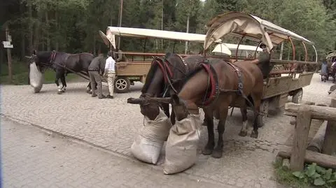 Już wkrótce nad Morskie Oko zawiozą nas konie... mechaniczne