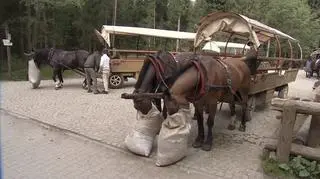 Czy pojazdy hybrydowe zastąpią konie w drodze nad Morskie Oko?