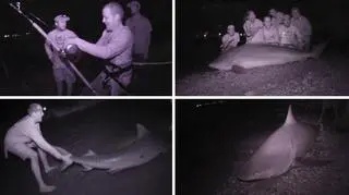 Nocne połowy rekinów nowym hobby dla odważnych