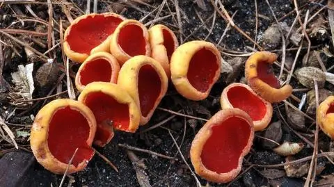 Czarka austriacka