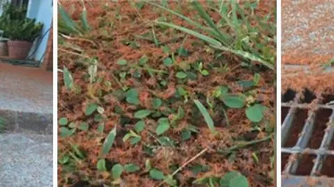 Spektakularna migracja na Wyspie Bożego Narodzenia