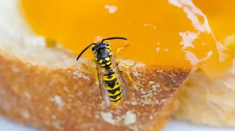 Mięta, eukaliptus i atrapa gniazda pomogą odstraszyć osy