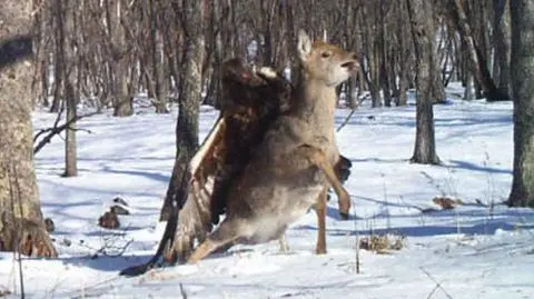Orzeł przedni atakujący sarnę