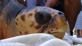 Big Bel należy do gatunku karetta