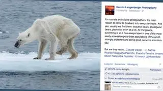 Wychudzony niedźwiedź polarny na arktycznym lodzie 