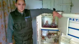 W zamrażalniku znaleziono sarninę