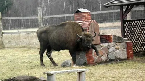 Wojtek czuje się w Budach jak w domu