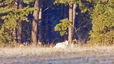 Wilki podchodzą pod domy w Olbrachtowie