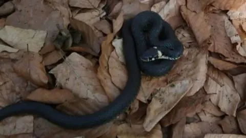 Pojawiły się pierwsze zaskrońce