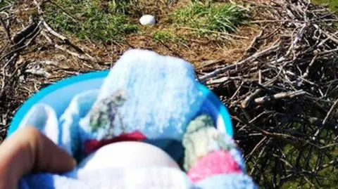 Jaja wypadły z bocianiego gniazda. Pomogli strażacy ochotnicy