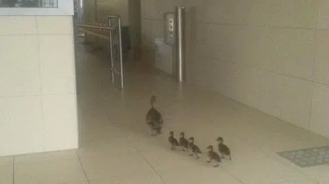 Kaczki przyszły popływać na basen