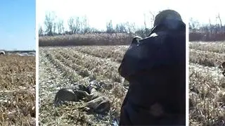 Policjant strzela do splątanych jeleni