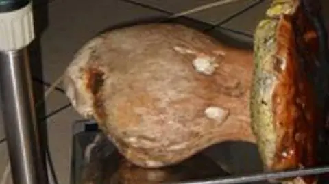 Dużo deszczu to udane grzybobranie