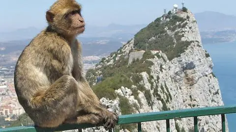 Małpy precz z Gibraltaru. Stały się zbyt natrętne