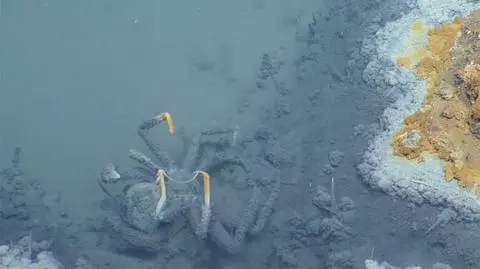 Jacuzzi Rozpaczy w Zatoce Meksykańskiej. To "miejsce nie z tego świata"