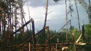 Powalone drzewa w lubuskiem