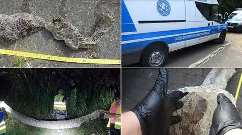 Wylinka pięciometrowego węża nad Wisłą. Służby proszą o ostrożność