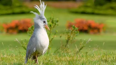 Kagu to jeden z narażonych gatunków