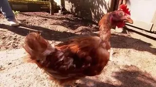 Kura odnalazła się po wielu miesiącach