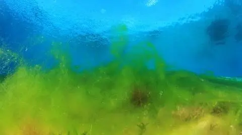 Biopaliwo z glonów, nadzieja USA, na razie nie będzie produkowane