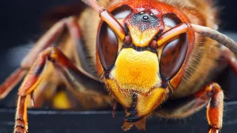 Atak szerszeni na 25 dzieci