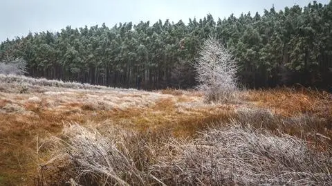 Rano na wschodzie może złapać przymrozek