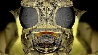 Batocera rufomaculata ma powody do niepokoju