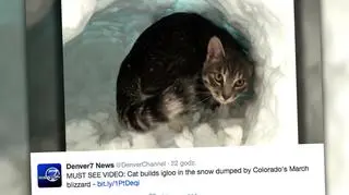 Kocie igloo