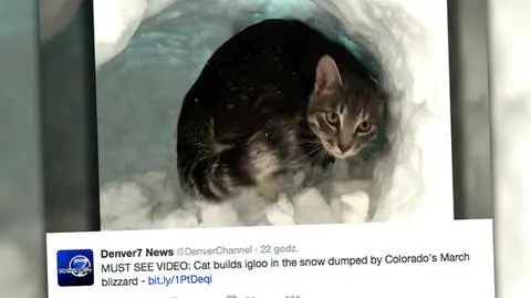 Kot zrobił igloo w śniegu 