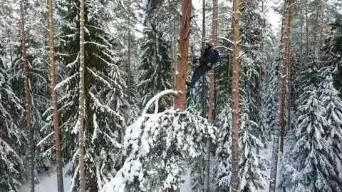 Trwa polowanie na szyszki