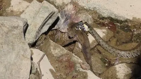 Zaskroniec kontra ryba. "W przyrodzie zawsze ktoś kogoś zjada, trzeba z tym żyć"