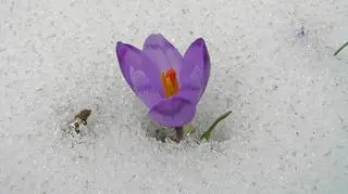 Nawet 7 st.C w następnym tygodniu