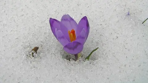 Na śnieg liczcie tylko do wtorku