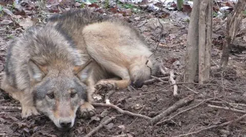 Kolejny wilk uratowany przed okrutną śmiercią
