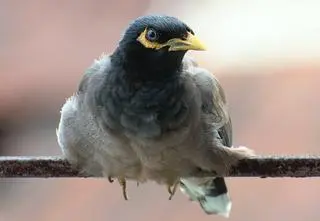 "Idealnie byłoby pozbyć się wszystkich". Gatunki inwazyjne w Europie