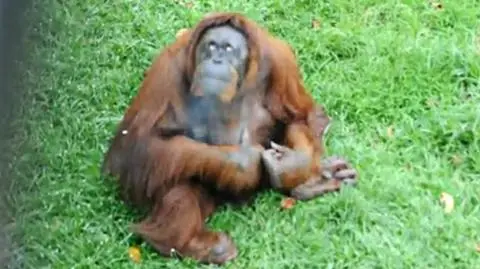 Orangutan-palacz musi zerwać z nałogiem