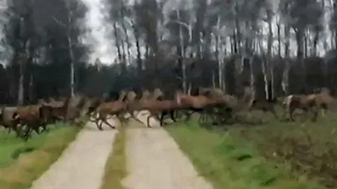Chmara jeleni przebiegła przez drogę. "Na taką grupę jeszcze nie trafiłem"