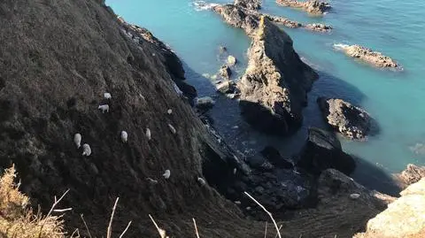 Owce utknęły na wysokim klifie