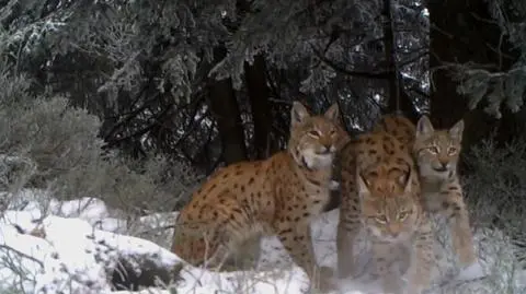Harce rysiej rodziny. Wideopułapka uchwyciła drapieżniki
