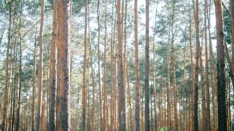 Zagrożenie pożarowe w lasach, kolejne nadleśnictwo zamknięte
