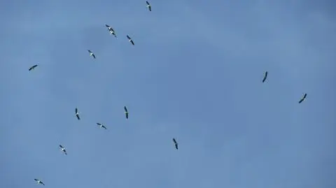 Czas odlotów...